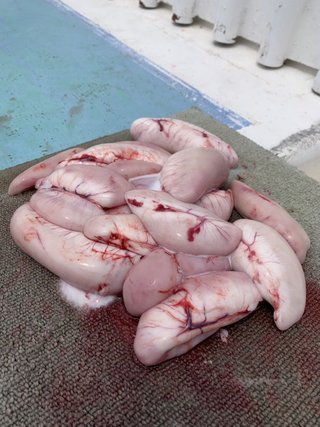 ショウサイフグ