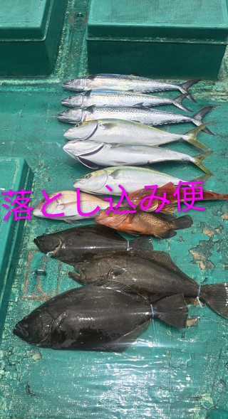 ヒラメ
