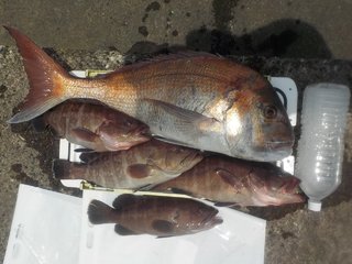 ハタ