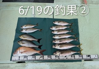 マダイ