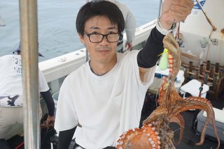マダコ