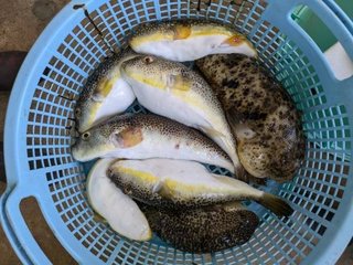 ショウサイフグ