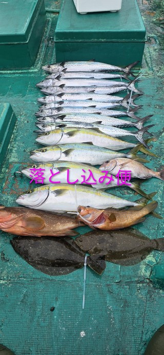 ハマチ
