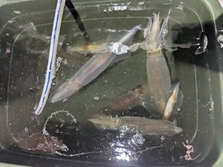 アカイカ