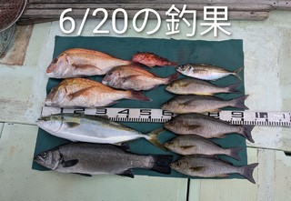 マダイ