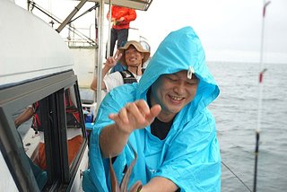 マダコ