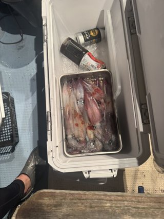 シロイカ