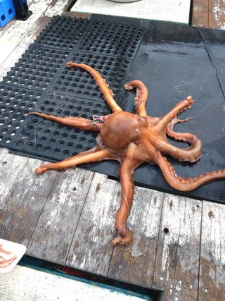 タコ