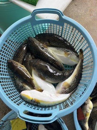 ショウサイフグ