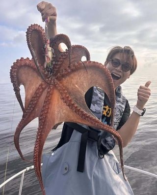 マダコ