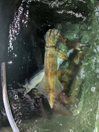 アカイカ