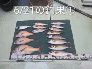 マダイ