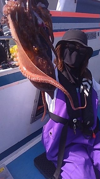 マダコ