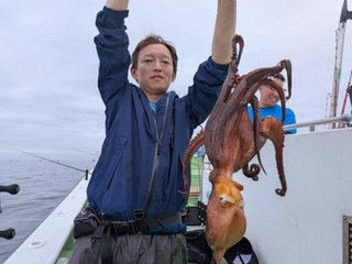 マダコ