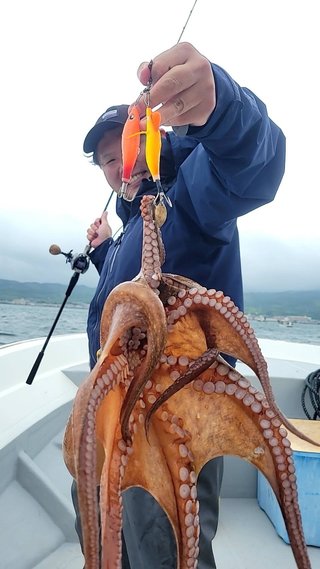 タコ