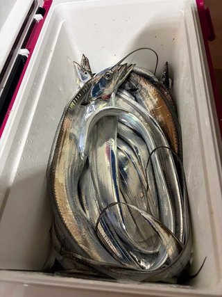 タチ