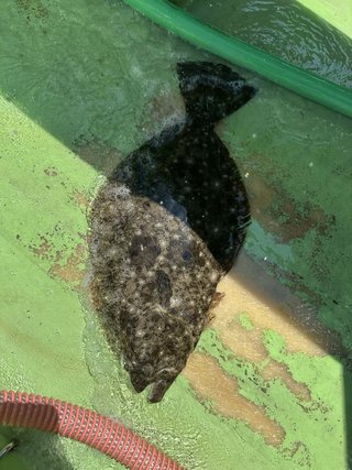 ヒラメ