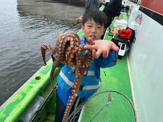 マダコ
