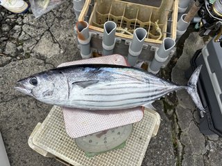 カツオ