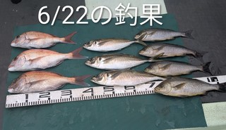 マダイ