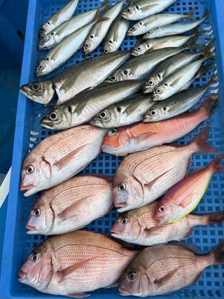 アジ