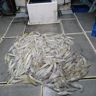 ヤリイカ