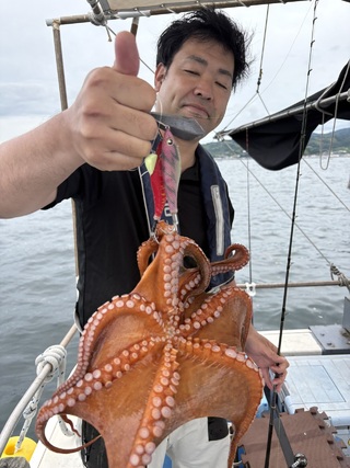 マダコ