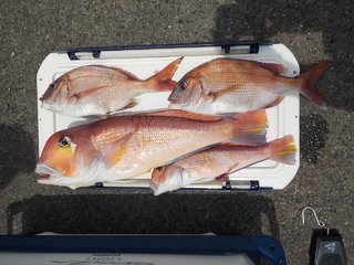 アマダイ