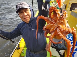 マダコ