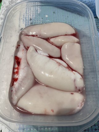 ショウサイフグ