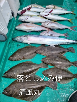 ヒラメ