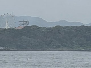 スルメイカ