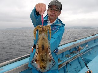 アオリイカ