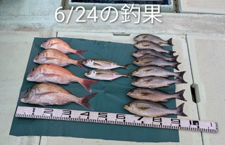 マダイ