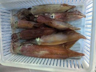 アカイカ