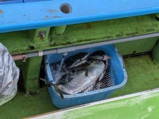 アジ