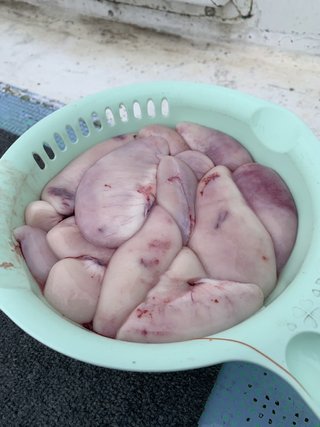 ショウサイフグ