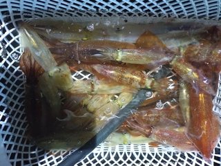ケンサキ