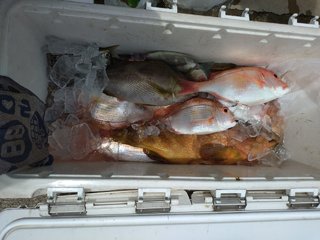 アコウ