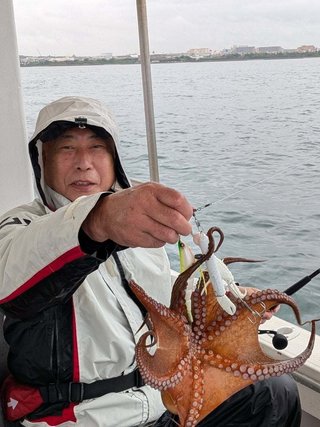 マダコ