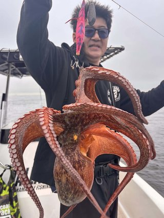タコ