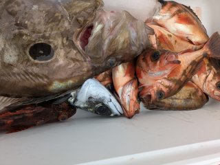 メバル