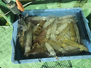 ヤリイカ