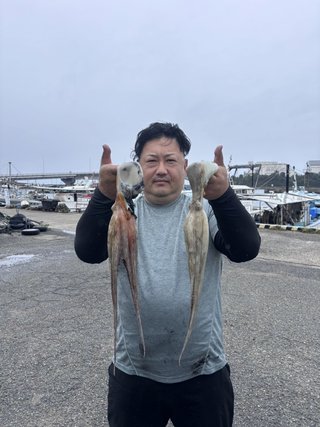 マダコ