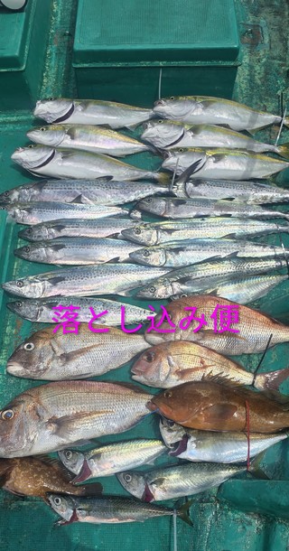 マダイ