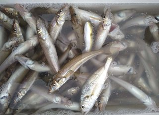 シロギス