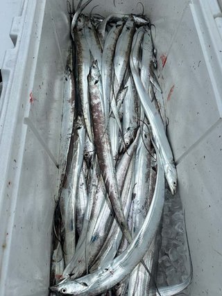 タチウオ