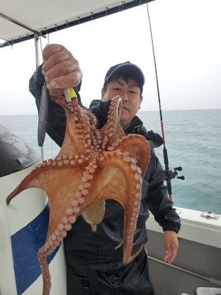 タコ