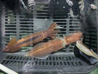 アカイカ