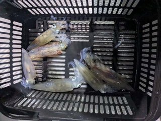 アカイカ
